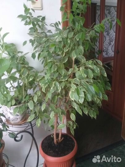 Фикус бенджамина
