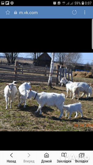 Козье молоко. Сыр и творог из козьего молока. Яйцо