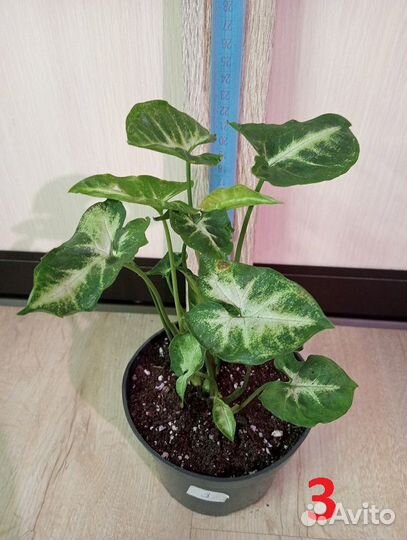 Кодиеум / Кротон, разные виды