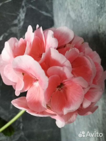 Гинура и другие