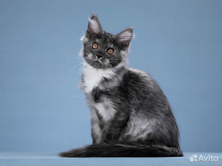 Котенок мейн-кун. Девочка