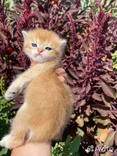 Амарант красный