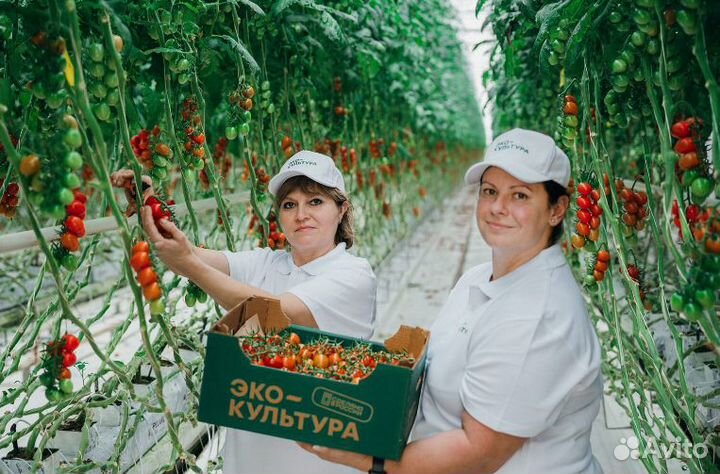 Работник в теплицу