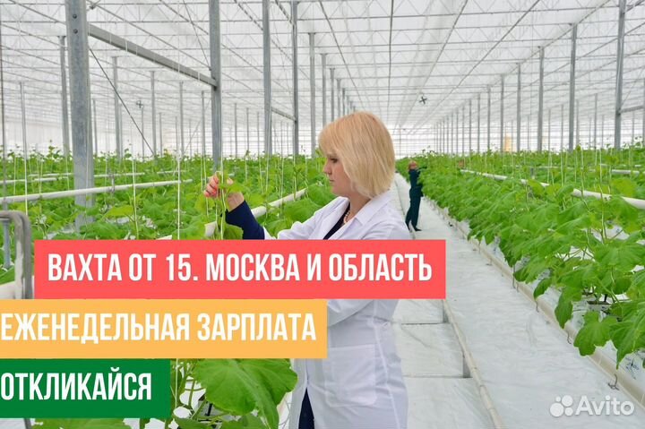 Сотрудник / работа в теплице / Вахта