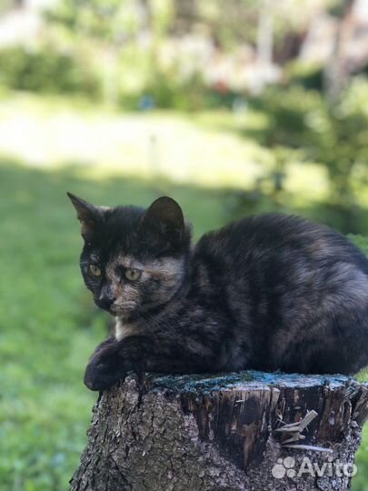 Кошка в дар