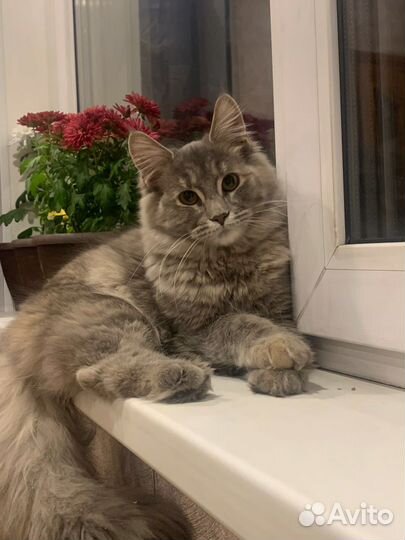 Котята мэйн кун