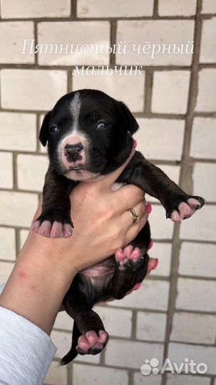 Амстаффтерьер