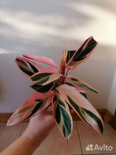 Комнатные цветы