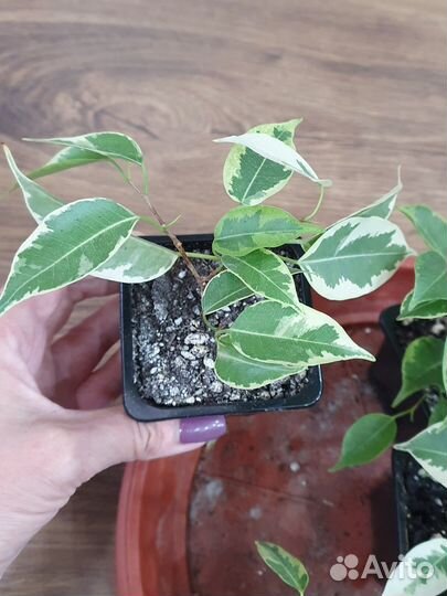 Драцены разные