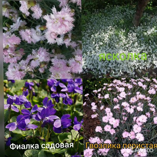 Уличные растения