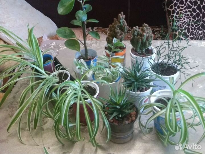 Безуходные комнатные растения