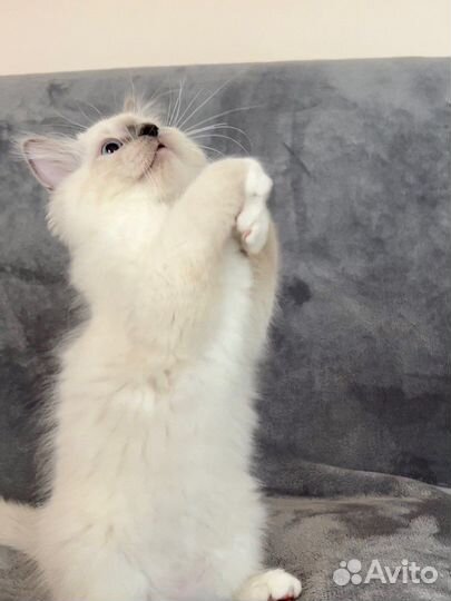 Котята рэгдолл