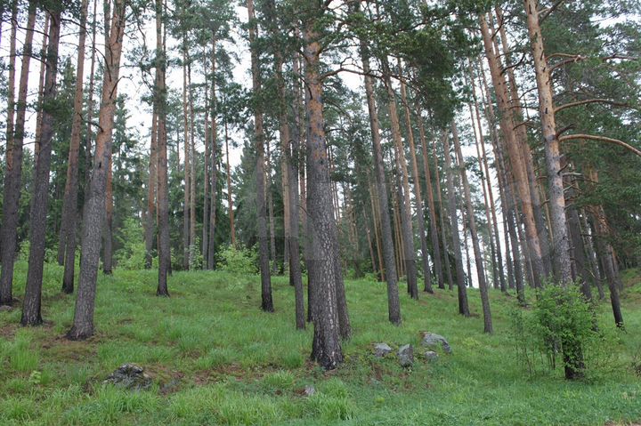 Участок 20 сот. (СНТ, ДНП)