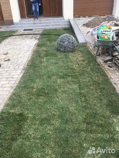 Рулонный газон