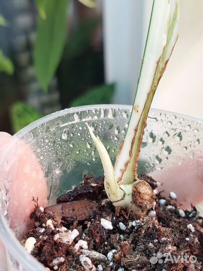 Монстера Альба