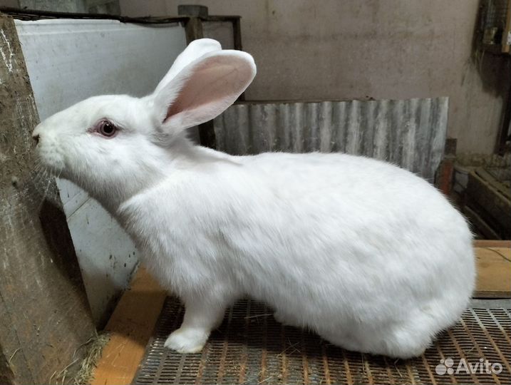 Белый паннон, бараны