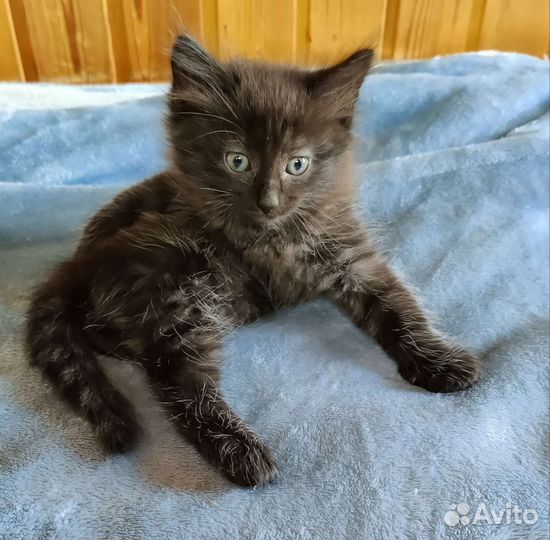 Сибирская кошка
