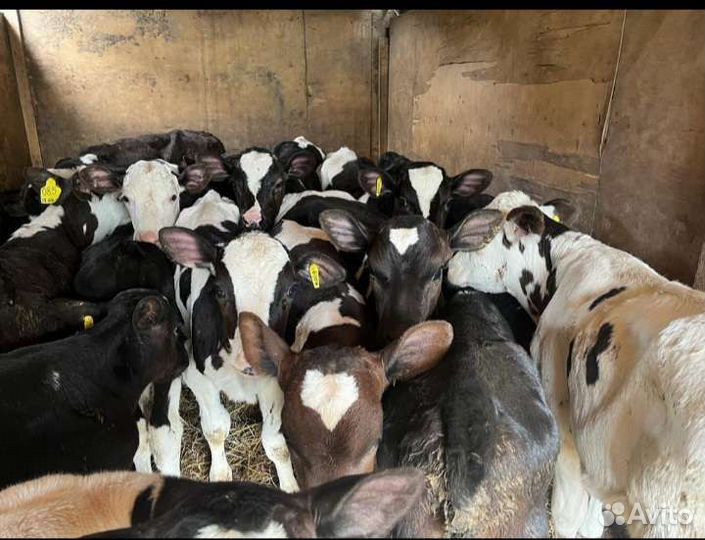 Телята бычки