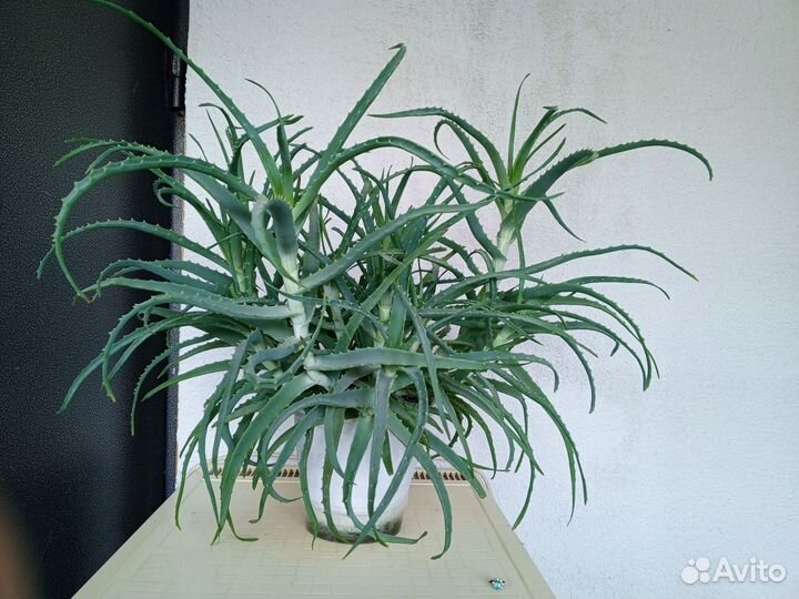 Алоэ древовидное