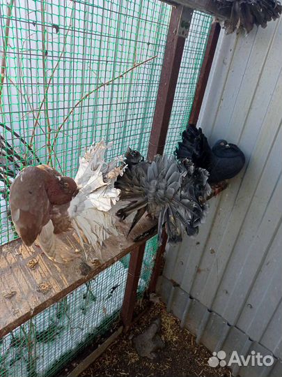 Голуби павлины немецкие