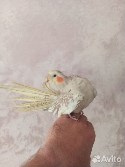 Попугай корелла