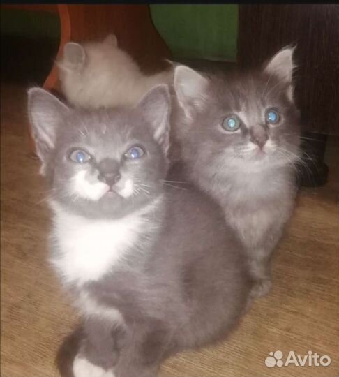 Сибирская кошка
