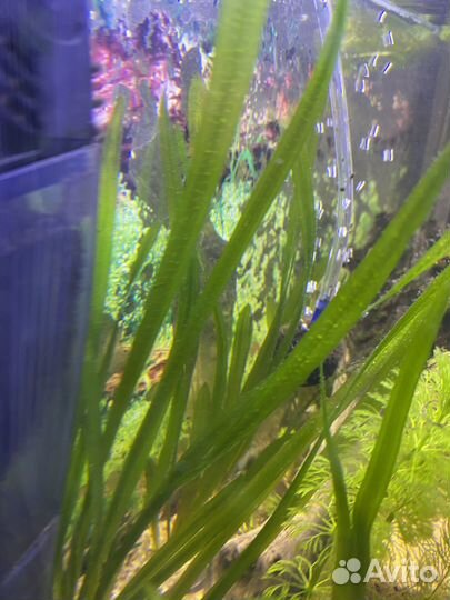 Моллинезии гуппи сомики креветки меченосцы