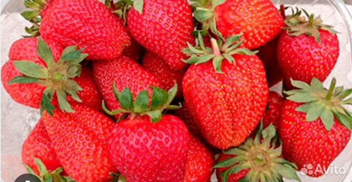 Клубника саженцы