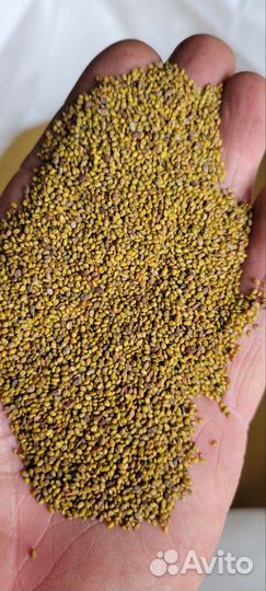 Семена донника