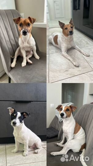 Передержка собак Догситтер