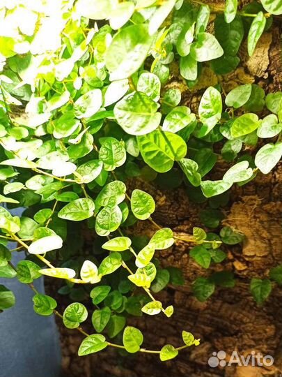 Фикус Пумила