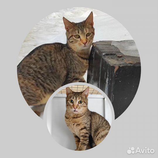 Кошка в дар