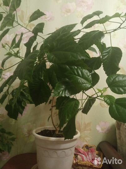 Гибискус китайская роза