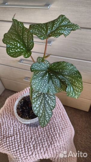 Панданус Клеродендрум Бегония растение домашнее