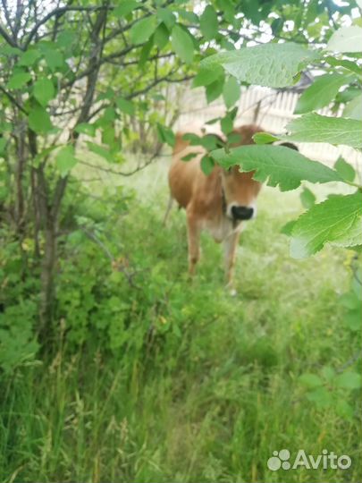 Телка Джерси