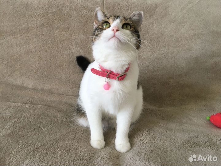 Малышка ищет дом