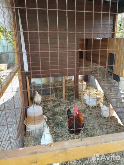 Куры несушки продам