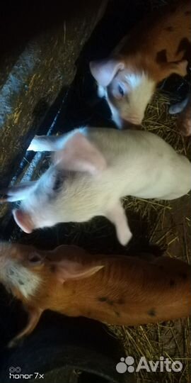 Поросята породы дюрок ландрас