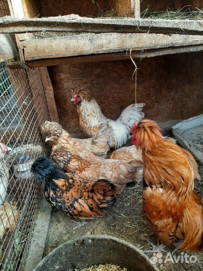 Куры фовероль и падуаны