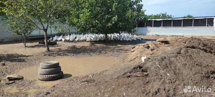 Утка Стар-53