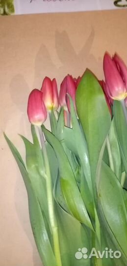 Предзаказ тюльпанов к 8 марта Новый Уренгой