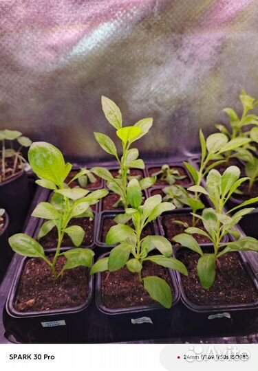 Остеоспермум