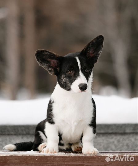 Щенки корги, питомник