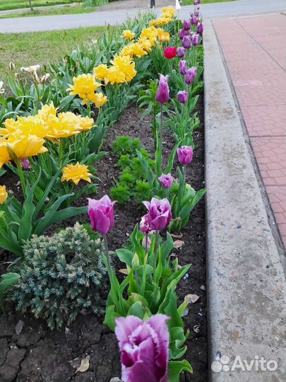 Луковицы тюльпана