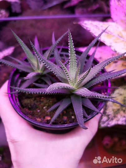 Хавортия полосатая