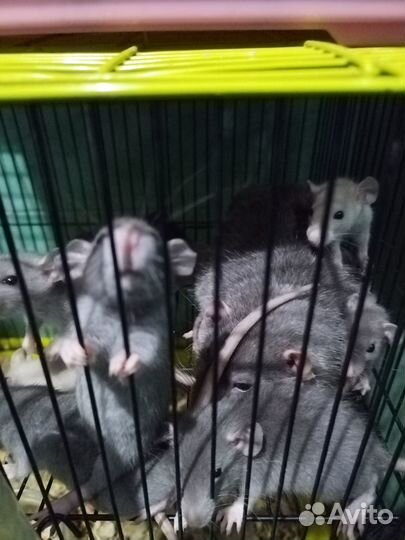 Продам крысят Дамбо голубые, черный соболь, сиам