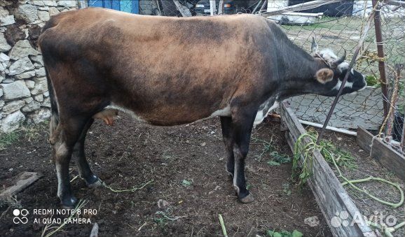 Корова дойная