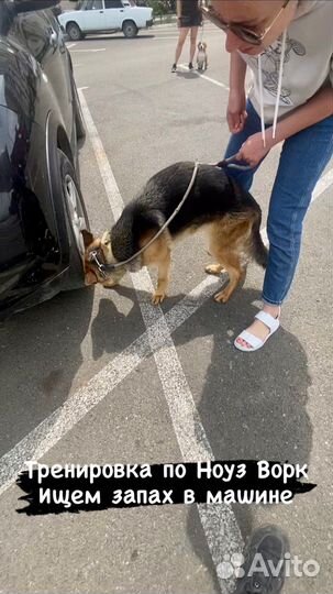 Кинолог-дрессировка собак