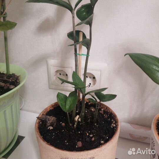 Диффенбахия,замиокулькас,орхидея,фикус,помидоры