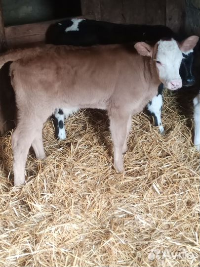 Бычки домашние